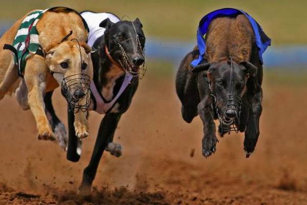 Attendance at greyhound tracks drops 20% after RTÉ expose