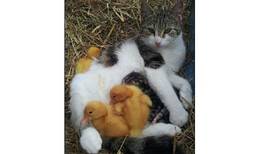 Purrfect Harmony: mother cat suckles ducklings