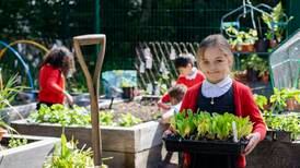 Plan to equip all primary schools with free vegetable-growing garden