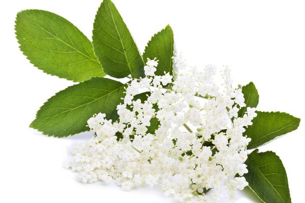 Elderflower cordial: how to make it and how to drink it