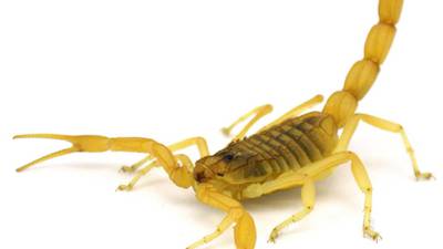 Man claims scorpion stung him on United Airlines flight