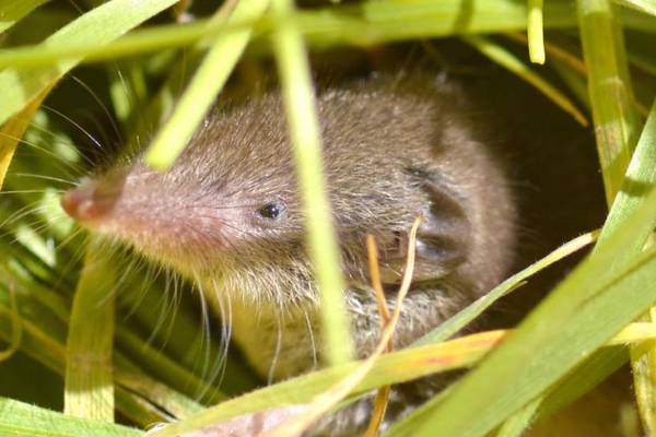 If shrews are uncommon why do I see so many? Readers’ nature queries