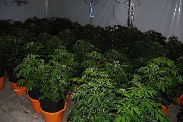 Nine arrested after €640,000 worth of cannabis seized