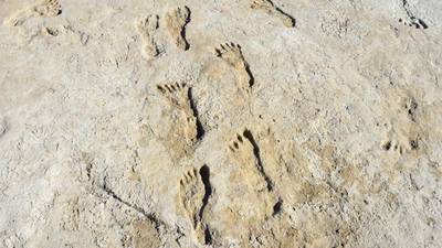 23,000-year-old footprints shed new light on humans’ arrival in the Americas