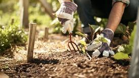The dangers, and health benefits, of gardening