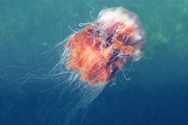Bathers in Sandycove, Dublin warned after Lion’s Mane jellyfish sighting