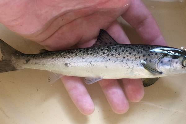 Angling Notes: Salmon smolts found swimming north from east coast