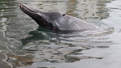 Rare whale dies after getting into distress in Wicklow Harbour