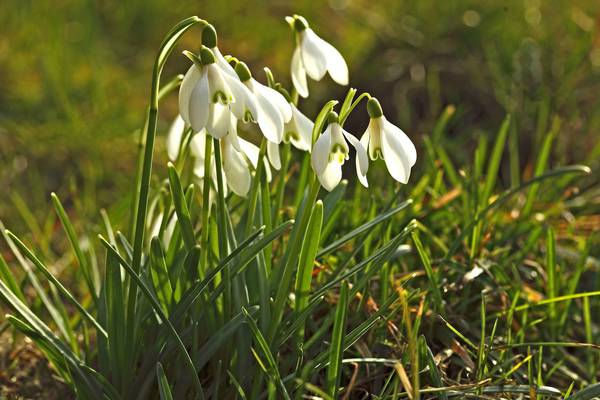 Nature Diary: Snowdrops for spring