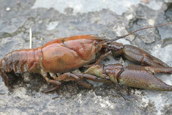 Angling Notes: Extra protection for white-clawed crayfish welcomed