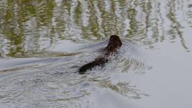 Three men fined over killing of otter found dumped in bag