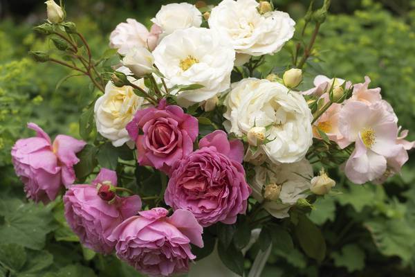 Sun, shade, dry or windy – there’s a rose to suit every kind of garden