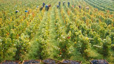Severe storms destroy Burgundy wine harvest