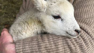 The Cladóir sheep, presumed extinct, has rejoined the close-knit Connemara fashion flock
