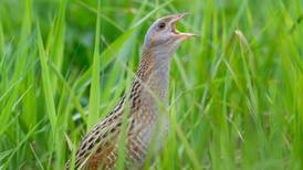 Small but welcome rise in number of corncrakes — survey