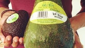 The giant avocados are coming ...