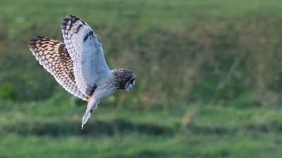 This large day-flying owl with bright yellow eyes breeds in northern Europe