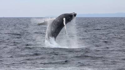‘Exceptional’ numbers of whales feeding off Cork coast