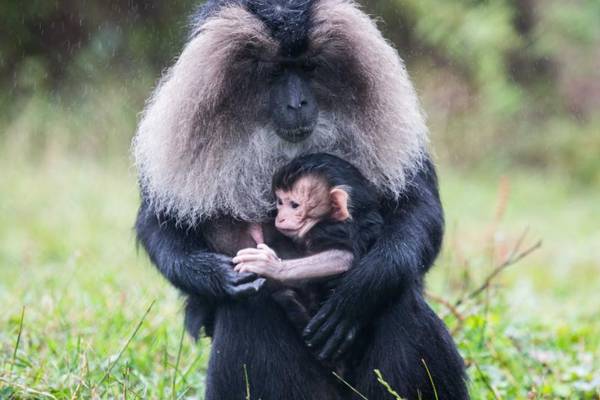 Endangered lion-tailed macaque born at Fota Wildlife Park