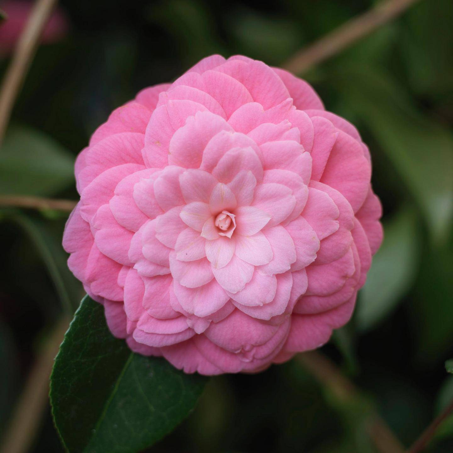 Camellias are bursting into bloom in pink, red, cream and yellow – The ...