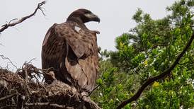 Public invited to name white-tailed eagle chick in Co Cork