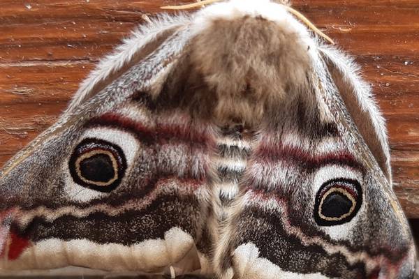 What is this moth with beautiful markings? Readers’ nature queries