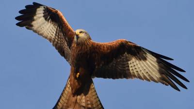 The red kite is a rare nature success story of recent times