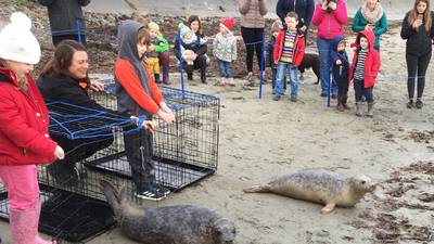 Rescued seal pups released off Northern Ireland coast