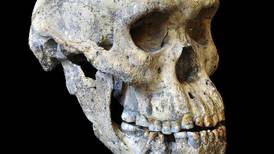 Skull find prompts rethink on early hominid names