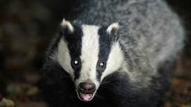 Are we culling badgers needlessly?