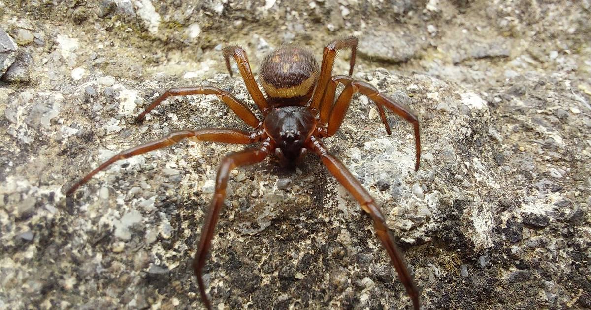 Fast-spreading false widow spiders up to 230 times more poisonous than domestic Irish species