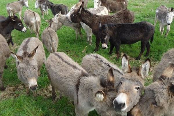 More than 70 donkeys face death as Donegal sanctuary struggles