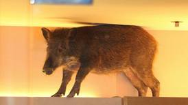 Wild boar wanders into children’s store in Hong Kong