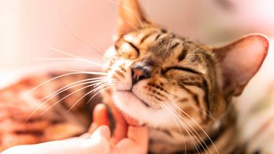 They rarely get cancer, and they’ve helped tackle Covid: The unappreciated importance of cats