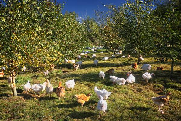 Ulster Farmers’ Union slams Moy Park temporary closure