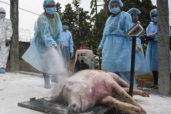 Swine fever: ‘No way to stop it’ as millions of pigs culled across Asia