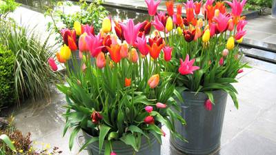 Grow: Time for tulips