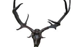 Elk antlers a trophy buy at Mullen’s