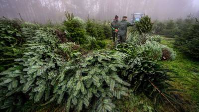 Christmas tree sales spurt welcomed by growers