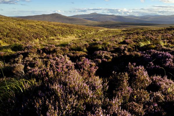 Wicklow Mountains National Park to expand by 1,983 hectares