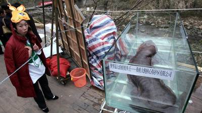 Hunger for exotic food leaves giant salamander facing extinction