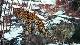 Russia’s big cats claw back territory under Kremlin protection