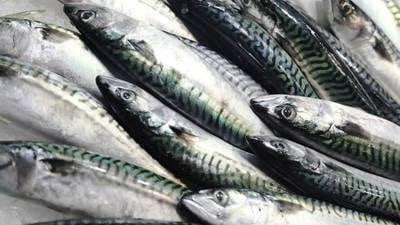 Seafood economy’s worth rose to €1.26bn last year 