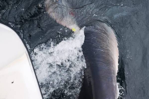 Half-tonne Porbeagle shark caught off coast of Donegal