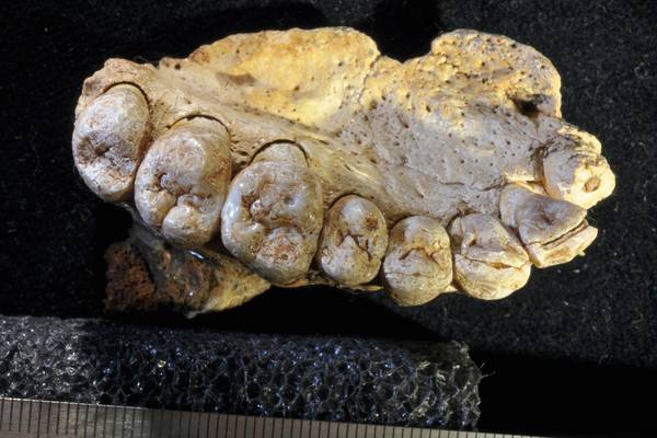 Ancient jawbone ‘a revolution’ in understanding of human evolution