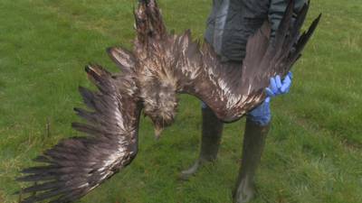 Action needed to save white-tailed eagles in Ireland