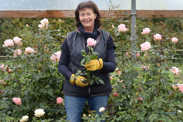 From bust to blooms and a vie en rose in north county Dublin