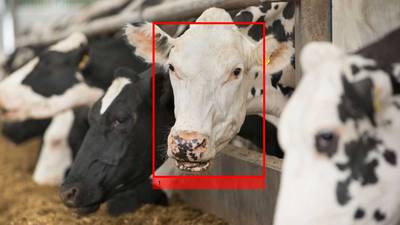 Cow facial recognition brings agriculture into 21st century