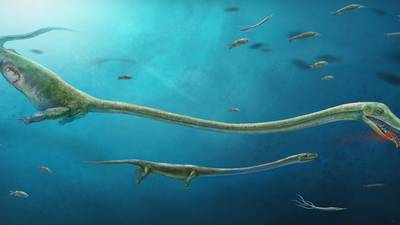 Scientists discover pre-dinosaur fossil of reptile with embryo
