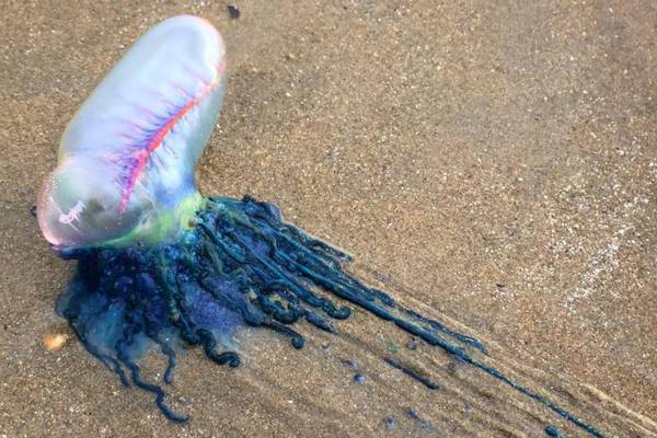 I thought this creature was a piece of plastic, what is it? Readers’ nature queries